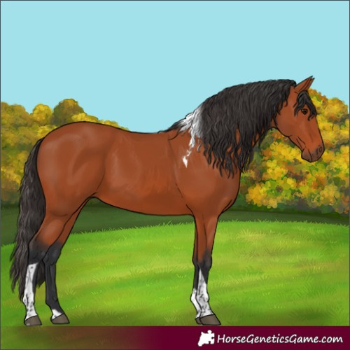 Horse Color:Bay Tobiano Rabicano 