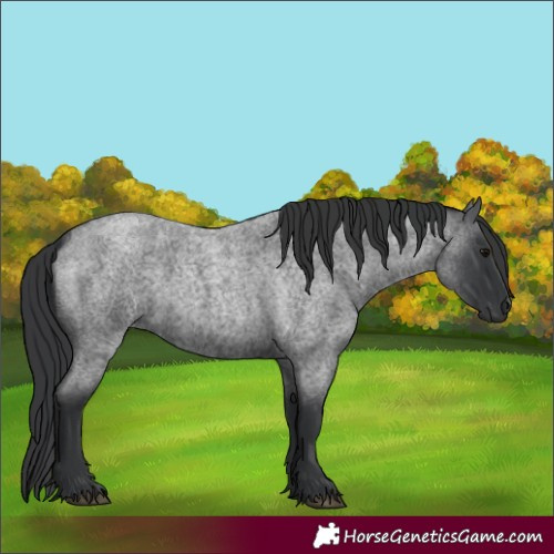 Horse Color:Blue Roan 