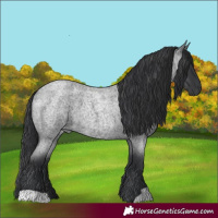 Horse Color:Blue Roan 
