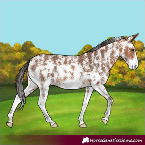 Horse Color:Bay Sabino