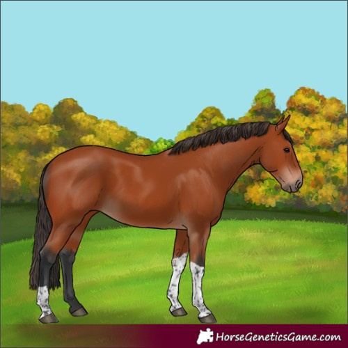 Horse Color:Bay Tobiano Rabicano