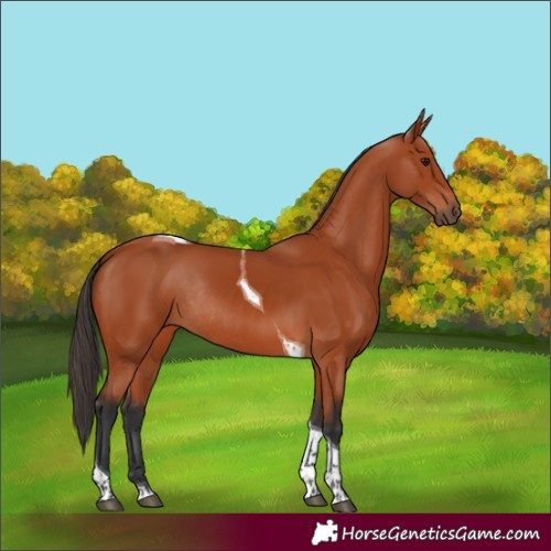 Horse Color:Bay Tobiano Rabicano