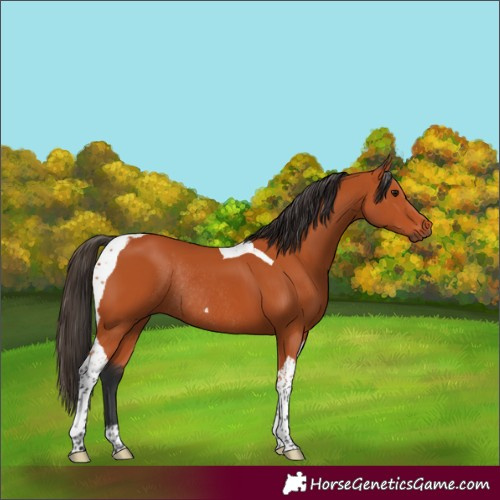 Horse Color:Bay Tobiano Rabicano