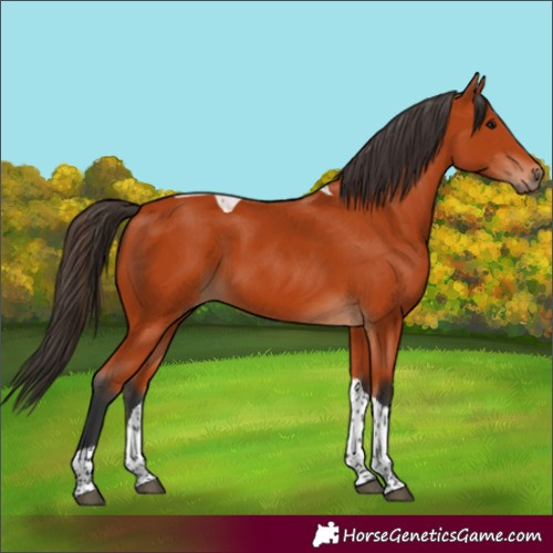 Horse Color:Bay Tobiano Rabicano 