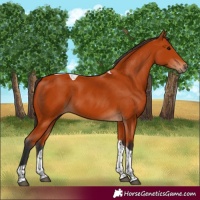 Horse Color:Bay Tobiano Rabicano 