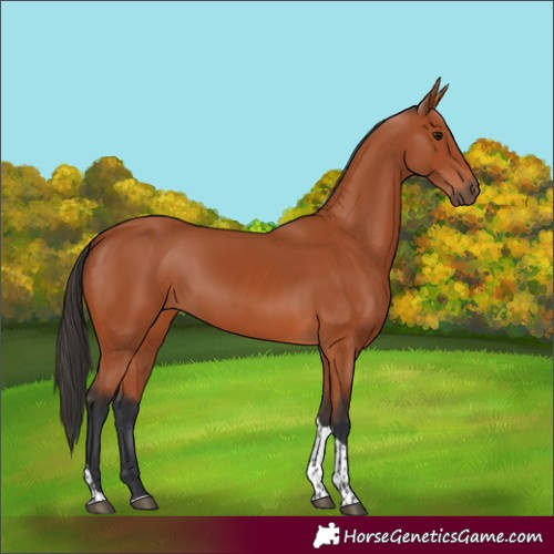 Horse Color:Bay Tobiano Rabicano 