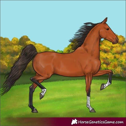 Horse Color:Bay Tobiano Rabicano 