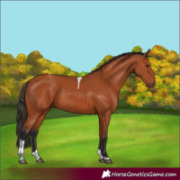 Horse Color:Bay Tobiano Rabicano