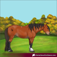 Horse Color:Bay Tobiano Rabicano 