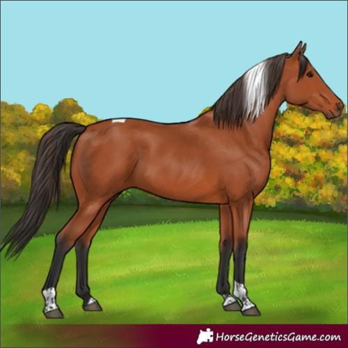 Horse Color:Bay Tobiano Rabicano 