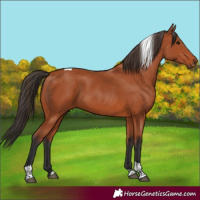 Horse Color:Bay Tobiano Rabicano