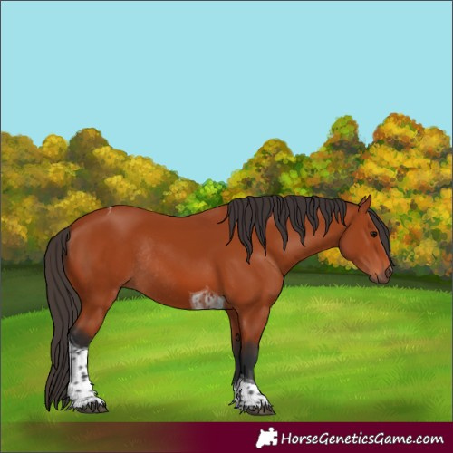 Horse Color:Bay Tobiano Rabicano