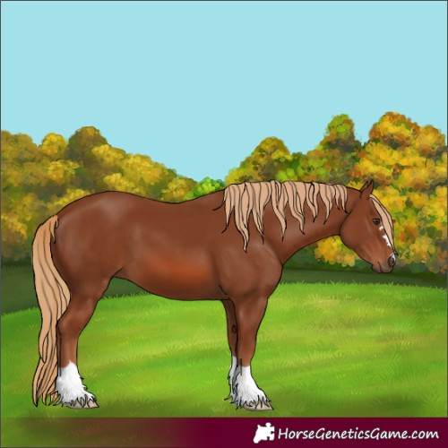 Horse Color:Chestnut 
