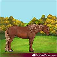 Horse Color:Chestnut 