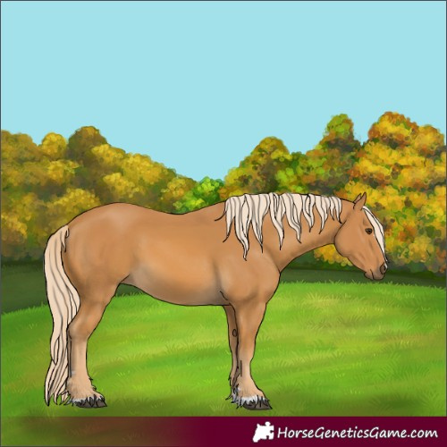 Horse Color:Palomino 