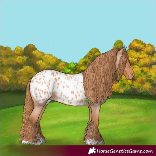 Horse Color:Red Roan Appaloosa 