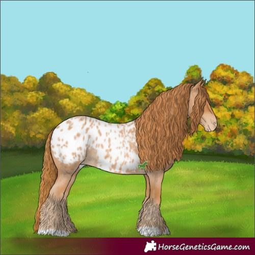 Horse Color:Red Roan Appaloosa
