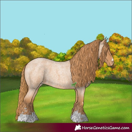 Horse Color:Red Roan Appaloosa