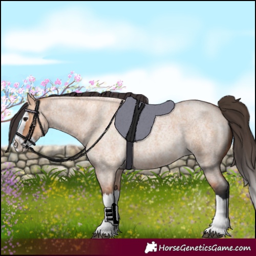 Horse Color:Bay Roan Dun Splash