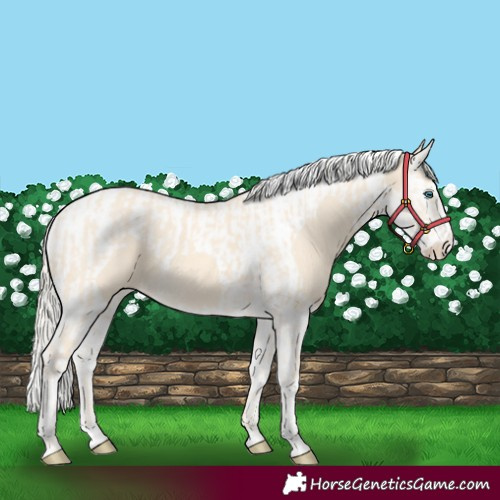 Horse Color:Cremello Splash  and Cremello Splash Tobiano 