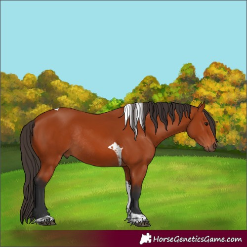 Horse Color:Unknown 