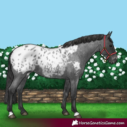 Horse Color:Blue Roan Appaloosa