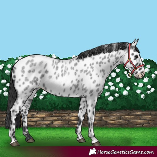 Horse Color:Blue Roan Appaloosa 
