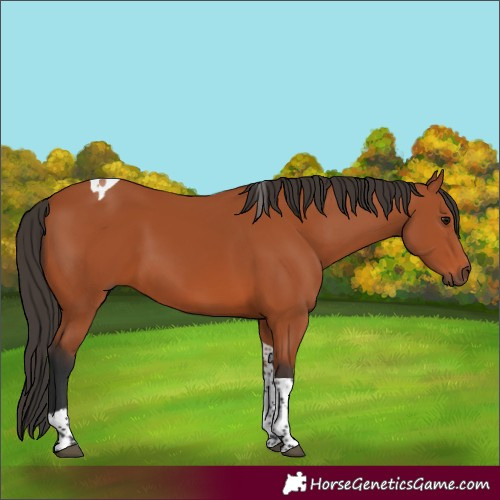 Horse Color:Bay Tobiano Rabicano 