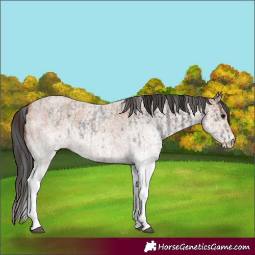 Horse Color:White Spotted Blue Roan Rabicano  and White Spotted Bay Roan Rabicano 