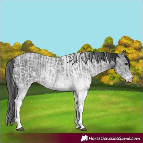 Horse Color:White Spotted Blue Roan Rabicano  and White Spotted Blue Roan Rabicano 