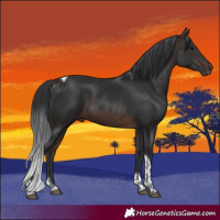Horse Color:Brown Tobiano Rabicano