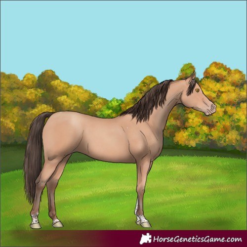 Horse Color:Amber Champagne Tobiano Rabicano 