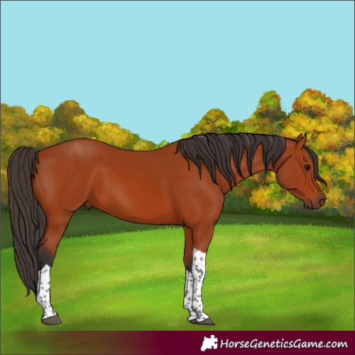 Horse Color:Bay Tobiano Rabicano 