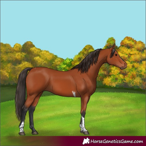 Horse Color:Bay Tobiano Rabicano 