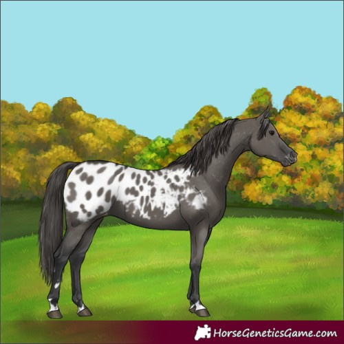 Horse Color:Grullo Appaloosa 