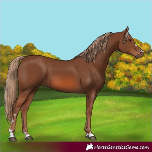 Horse Color:Chestnut 
