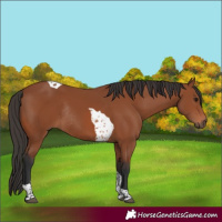 Horse Color:Bay Tobiano Rabicano 