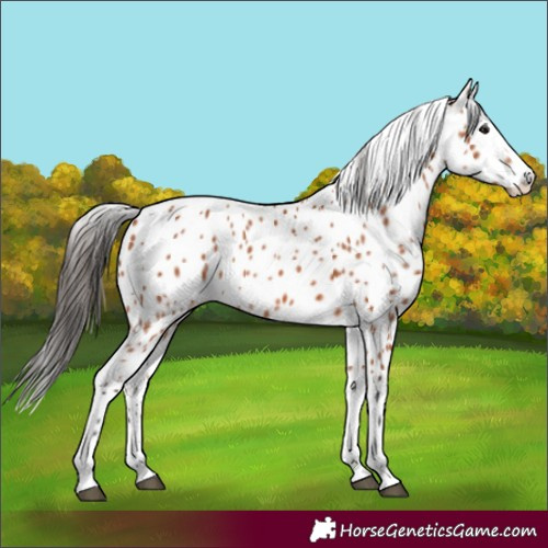 Horse Color:Bay Appaloosa 