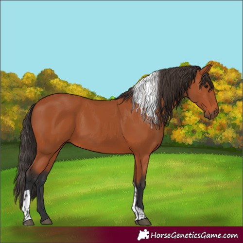 Horse Color:Bay Tobiano Rabicano