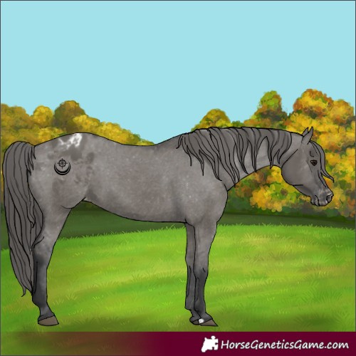 Horse Color:Grullo Blanket
