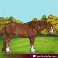 Horse Color:Unknown 