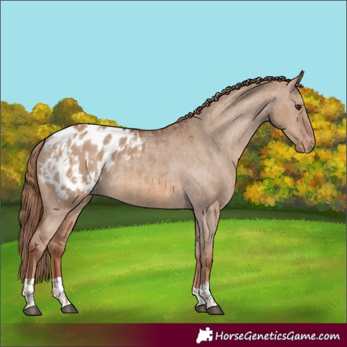 Horse Color:Red Dun Appaloosa and Red Dun Appaloosa