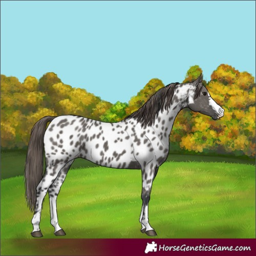Horse Color:Grullo Appaloosa 