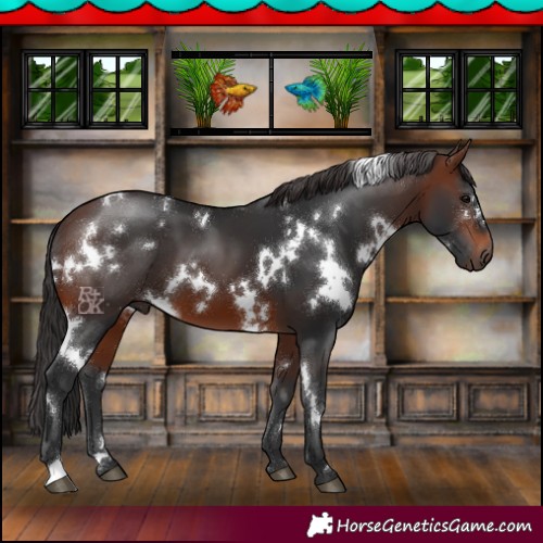 Horse Color:White Spotted Brown 