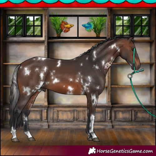 Horse Color:White Spotted Brown 