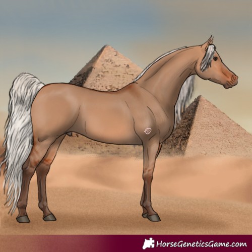 Horse Color:Silver Bay Dun 