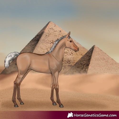 Horse Color:Silver Bay Dun 