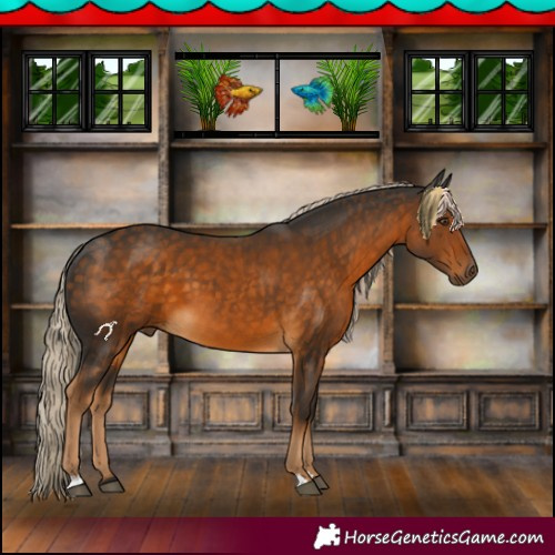 Horse Color:Chocolate Palomino 