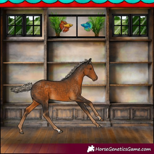 Horse Color:Chocolate Palomino 