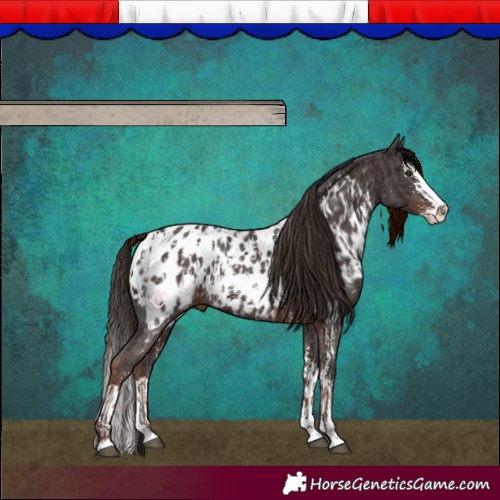 Horse Color:Liver Chestnut Sabino Splash Appaloosa and Liver Chestnut Sabino Splash Appaloosa